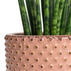 Sansevieria Fernwood Mikado - Snake Plant -Greencore Store Sansevieria Fernwood Mikado Snake Plant Bolino Plant Pot Pale Rose Close Up 5c06459b ff1f 4714 aa38 091207914c4b