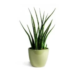 Sansevieria Fernwood Mikado - Snake Plant -Greencore Store Sansevieria Fernwood Mikado Snake Plant Sven Plant Pot Mint final 7f04ef57 71cc 48af b69d a65acf90e70d