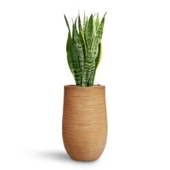 Dune Partner Planter - Almond 32 Dune Partner Planter - Almond -Greencore Store Sansevieria Laurentii HydroCare Dune Partner Planter Almond d489d59d 0bb1 4543 905c 04563d142dc2