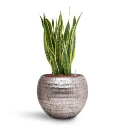 Opus Hammered Globe Planter - Silver 24 Opus Hammered Globe Planter - Silver -Greencore Store Sansevieria Laurentii HydroCare Opus Hammered Globe Planter Silver e369fa0b 90d4 47db 89c1 f06a4770f5a1