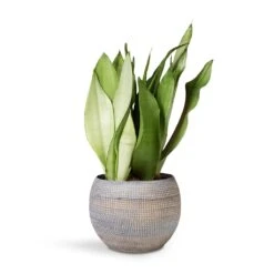 Sansevieria Trifasciata Moonshine - Snake Plant -Greencore Store Sansevieria Trifaciata Moonshine Snake 12x35cm Dex Plant Pot Earth 17x13cm
