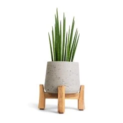 Patt Plant Pot - Low Stand - Grey Washed 11 Patt Plant Pot - Low Stand - Grey Washed -Greencore Store Sansevieria bacularis Mikado Snake Plant 12x40cm Patt Plant Pot Low Stand Grey Washed 20x21cm 2 94a98149 a545 4099 96a1 7e85ec9e746e