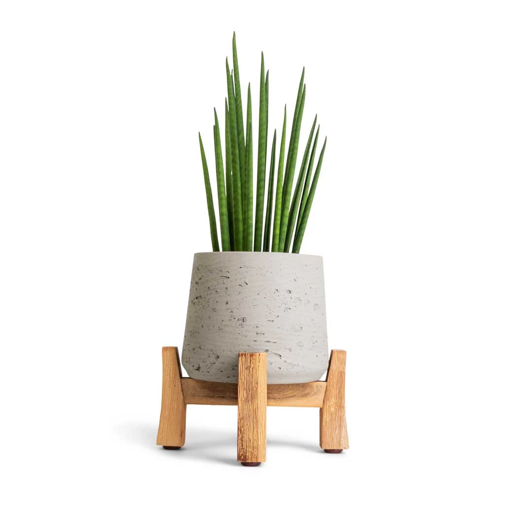 Patt Plant Pot - Low Stand - Grey Washed 4 Patt Plant Pot - Low Stand - Grey Washed - Image 2