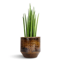 Sansevieria Bacularis Mikado - Snake Plant -Greencore Store Sansevieria bacularis Mikado Snake Plant 12x40cm Sanna Plant Pot Savanna 15x13cm