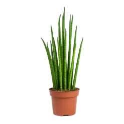 Sansevieria Bacularis Mikado - Snake Plant -Greencore Store Sansevieria bacularis Mikado Snake Plant