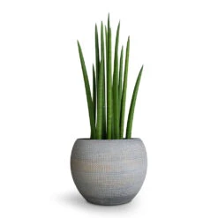 Sansevieria Cylindrica Spikes - Cylindrical Snake Plant -Greencore Store Sansevieria cylindrica Spikes Cylindrical Snake Plant 12x40cm Dex Plant Pot Earth 17x13cm