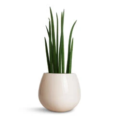 Nova Plant Pot - Cream -Greencore Store Sansevieria cylindrica Spikes Cylindrical Snake Plant 15x50cm Nova Plant Pot Cream 23x18cm