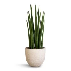 Sansevieria Cylindrica Spikes - Cylindrical Snake Plant -Greencore Store Sansevieria cylindrica Spikes Cylindrical Snake Plant 17x60cm Cas Plant Pot Cool Grey 21x19cm