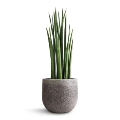 Sansevieria Cylindrica Spikes - Cylindrical Snake Plant -Greencore Store Sansevieria cylindrica Spikes Cylindrical Snake Plant 19x70cm Cody Cement Stone Plant Pot Granite Grey 25x24cm