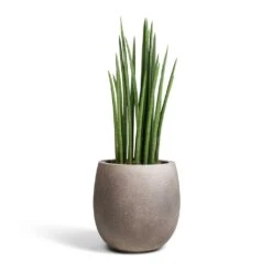 Sansevieria Cylindrica Spikes - Cylindrical Snake Plant -Greencore Store Sansevieria cylindrica Spikes Cylindrical Snake Plant 19x70cm Grigio Balloon Plant Pot Natural Concrete 30x30cm 2c36abbd f4b9 4fe3 8831 1b19b151a043
