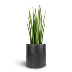 Puk Natural Planter - Matt Black -Greencore Store Sansevieria cylindrica Spikes Cylindrical Snake Plant 19x70cm Puk Natural Planter Matt Black 25x25cm