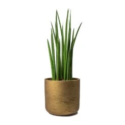 Sansevieria Cylindrica Spikes - Cylindrical Snake Plant -Greencore Store Sansevieria cylindrica Spikes Cylindrical Snake Plant Charlie Metallic Copper Plant Pot