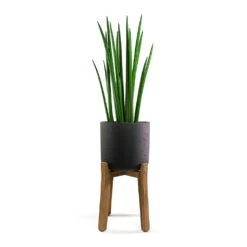 Charlie Plant Pot - Tall Stand - Black Washed -Greencore Store Sansevieria cylindrica Spikes Cylindrical Snake Plant Charlie Plant Pot Tall Stand Black Washed