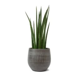 Sansevieria Cylindrica Spikes - Cylindrical Snake Plant -Greencore Store Sansevieria cylindrica Spikes Cylindrical Snake Plant Esra Plant Pot Mystic Grey