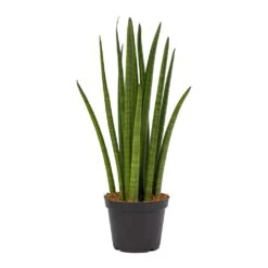 Sansevieria Cylindrica Spikes - Cylindrical Snake Plant -Greencore Store Sansevieria cylindrica Spikes Cylindrical Snake Plant ce7747dc 5064 430a af25 b4ce7792473c