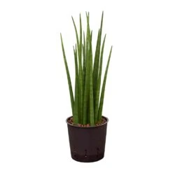 Sansevieria Cylindrica Spikes - HydroCare -Greencore Store Sansevieria cylindrica Spikes Hydroculture 13 12x30cm