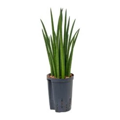 Sansevieria Cylindrica Spikes - HydroCare -Greencore Store Sansevieria cylindrica Spikes Hydroculture 15 19x50cm
