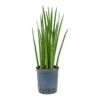Sansevieria Cylindrica Spikes - HydroCare -Greencore Store Sansevieria cylindrica Spikes Hydroculture Indoor Plant