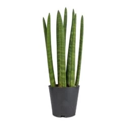 Sansevieria Cylindrica Straight - Cylindrical Snake Plant -Greencore Store Sansevieria cylindrica Straight Cylindrical Snake Plant 12x40cm