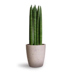 Gerben Plant Pot - Grey Washed -Greencore Store Sansevieria cylindrica Straight Cylindrical Snake Plant 12x40cm Gerben Plant Pot Grey Washed 15x16cm