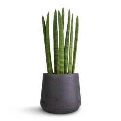 Sansevieria Cylindrica Straight - Cylindrical Snake Plant -Greencore Store Sansevieria cylindrica Straight Cylindrical Snake Plant 12x40cm Patt Plant Pot Black Washed 17x14cm