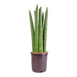 Sansevieria Cylindrica Straight - Cylindrical Snake Plant -Greencore Store Sansevieria cylindrica Straight Cylindrical Snake Plant 15x50cm