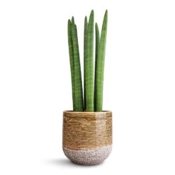 Sansevieria Cylindrica Straight - Cylindrical Snake Plant -Greencore Store Sansevieria cylindrica Straight Cylindrical Snake Plant 15x50cm Issa Plant Pot Ochre 18x17cm