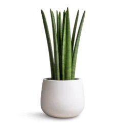 Sansevieria Cylindrica Straight - Cylindrical Snake Plant -Greencore Store Sansevieria cylindrica Straight Cylindrical Snake Plant 17x60cm Kevan Essentials Plant Pot Matt White 25x22cm