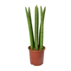 Sansevieria Cylindrica Straight - Cylindrical Snake Plant -Greencore Store Sansevieria cylindrica Straight Cylindrical Snake Plant 45cm