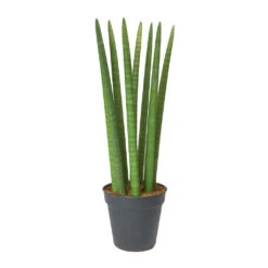 Sansevieria Cylindrica Straight - Cylindrical Snake Plant -Greencore Store Sansevieria cylindrica Straight Cylindrical Snake Plant 60cm