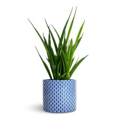 Lazzaro Plant Pot - Navy Garland -Greencore Store Sansevieria kirkii Star Sansevieria 12x40cm Lazzaro Plant Pot Navy Garland 15x13cm