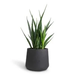 Patt Plant Pot - Black Washed -Greencore Store Sansevieria kirkii Star Sansevieria 12x40cm Patt Plant Pot Black Washed 17x14cm 4dd848b4 30d5 434a b441 7a21bf9ccd81