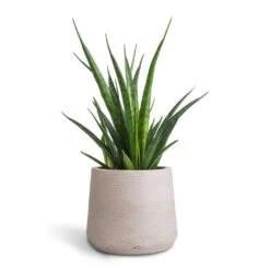 Patt Plant Pot - Grey Washed -Greencore Store Sansevieria kirkii Star Sansevieria 12x40cm Patt Plant Pot Grey Washed 17x14cm 801fea47 406e 420d 98ec 16cde8145d6e