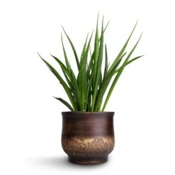 Aico Plant Pot - Shiny Brown 17 Aico Plant Pot - Shiny Brown -Greencore Store Sansevieria kirkii Star Sansevieria 15x50cm Aico Plant Pot Shiny Brown 18x16cm b1b3734d 7905 4f0f b41e b6d4442fdd0f