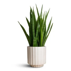 Bourton Scalloped Plant Pot - Ivory -Greencore Store Sansevieria kirkii Star Sansevieria 15x50cm Bourton Scalloped Plant Pot Ivory 18x18cm