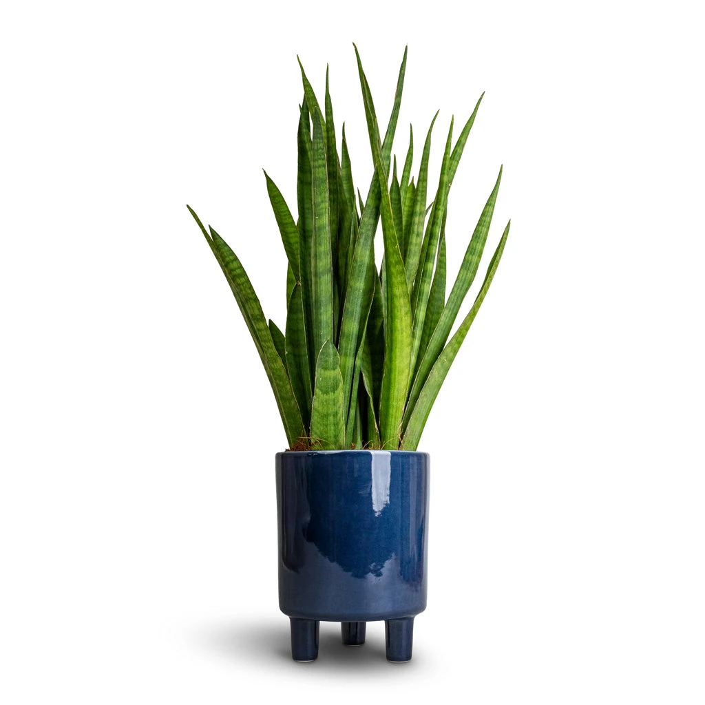 Pisa Plant Pot - Navy 5 Pisa Plant Pot - Navy - Image 3