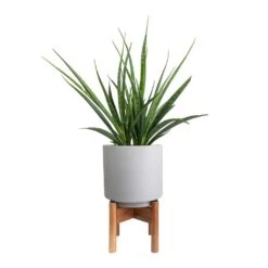 Sansevieria Kirkii - Star Sansevieria -Greencore Store Sansevieria kirkii Star Sansevieria 15x50cm Vigo Plant Pot with Wooden Stand Concrete Grey 19x29cm