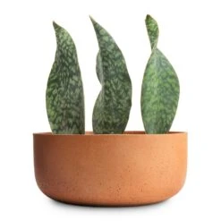 Eav Refined Plant Bowl - Canyon Orange -Greencore Store Sansevieria masoniana Victoria Shark Fin Snake Plant 10x30cm Eav Refined Plant Bowl Canyon Orange 27x11.5cm