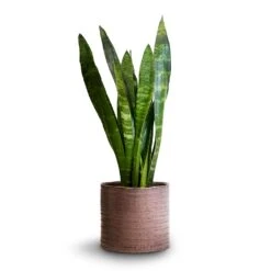 Hera Plant Pot - Purple 16 Hera Plant Pot - Purple -Greencore Store Sansevieria trifasciata Black Coral Snake Plant 14x50cm Hera Plant Pot Purple 17x16cm