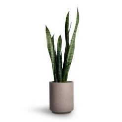 Suzi Plant Pot - Grey Washed -Greencore Store Sansevieria trifasciata Black Coral Snake Plant 15x45cm Suzi Plant Pot Grey Washed 18x21 99133ebc 1cff 43dd b5fe f66d874c9210