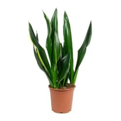 Greencore Store 27 Sansevieria Trifasciata Diamond Flame - Snake Plant