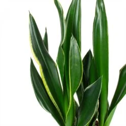 Greencore Store -Greencore Store Sansevieria trifasciata Diamond Flame Snake Plant Leaves