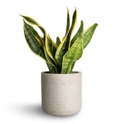 Sansevieria Trifasciata Futura Superba 24 Sansevieria Trifasciata Futura Superba -Greencore Store Sansevieria trifasciata Futura Superba 12x35cm Charlie Plant Pot Grey Washed 15x15cm