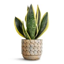 Sansevieria Trifasciata Futura Superba 21 Sansevieria Trifasciata Futura Superba -Greencore Store Sansevieria trifasciata Futura Superba 12x35cm Jim Plant Pot Shell 14x12cm 7153f1db d509 42f2 bceb 1fc664ead64d