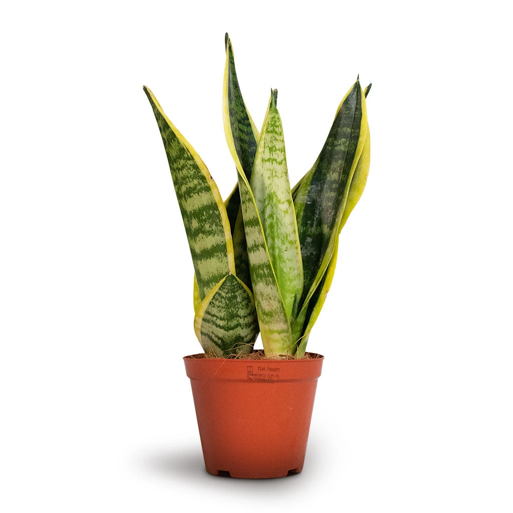 Sansevieria Trifasciata Futura Superba 9 Sansevieria Trifasciata Futura Superba - Image 7