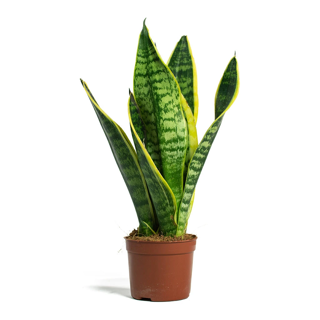 Sansevieria Trifasciata Futura Superba 13 Sansevieria Trifasciata Futura Superba - Image 11