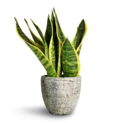 Sansevieria Trifasciata Futura Superba 20 Sansevieria Trifasciata Futura Superba -Greencore Store Sansevieria trifasciata Futura Superba 9x30cm Anne Plant Pot White Earth 12x11cm