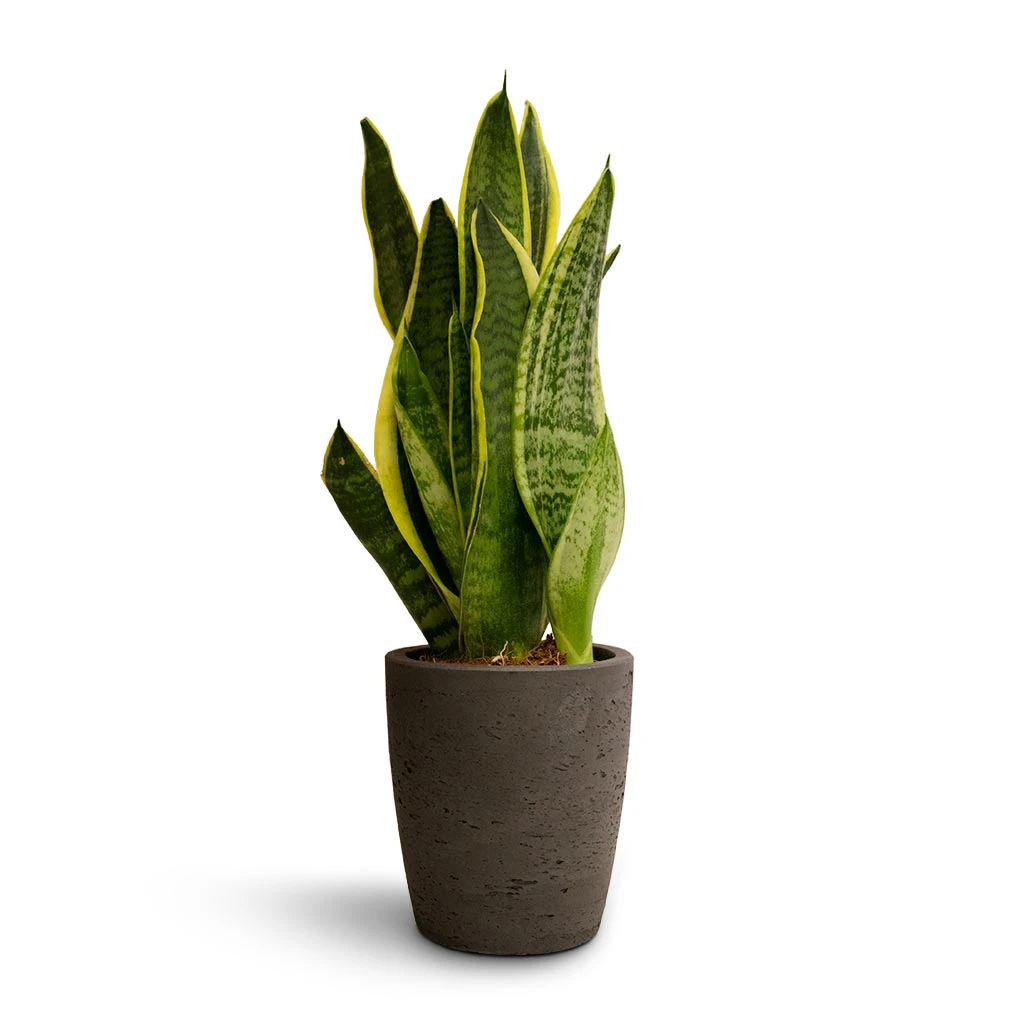 Sansevieria Trifasciata Futura Superba 14 Sansevieria Trifasciata Futura Superba - Image 12