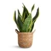 Sansevieria Trifasciata Futura Superba -Greencore Store Sansevieria trifasciata Futura Superba 9x30cm Nelis Plant Basket Natural 13x12cm 76bdf22c b84d 425c 8e0b d8a7e670681e