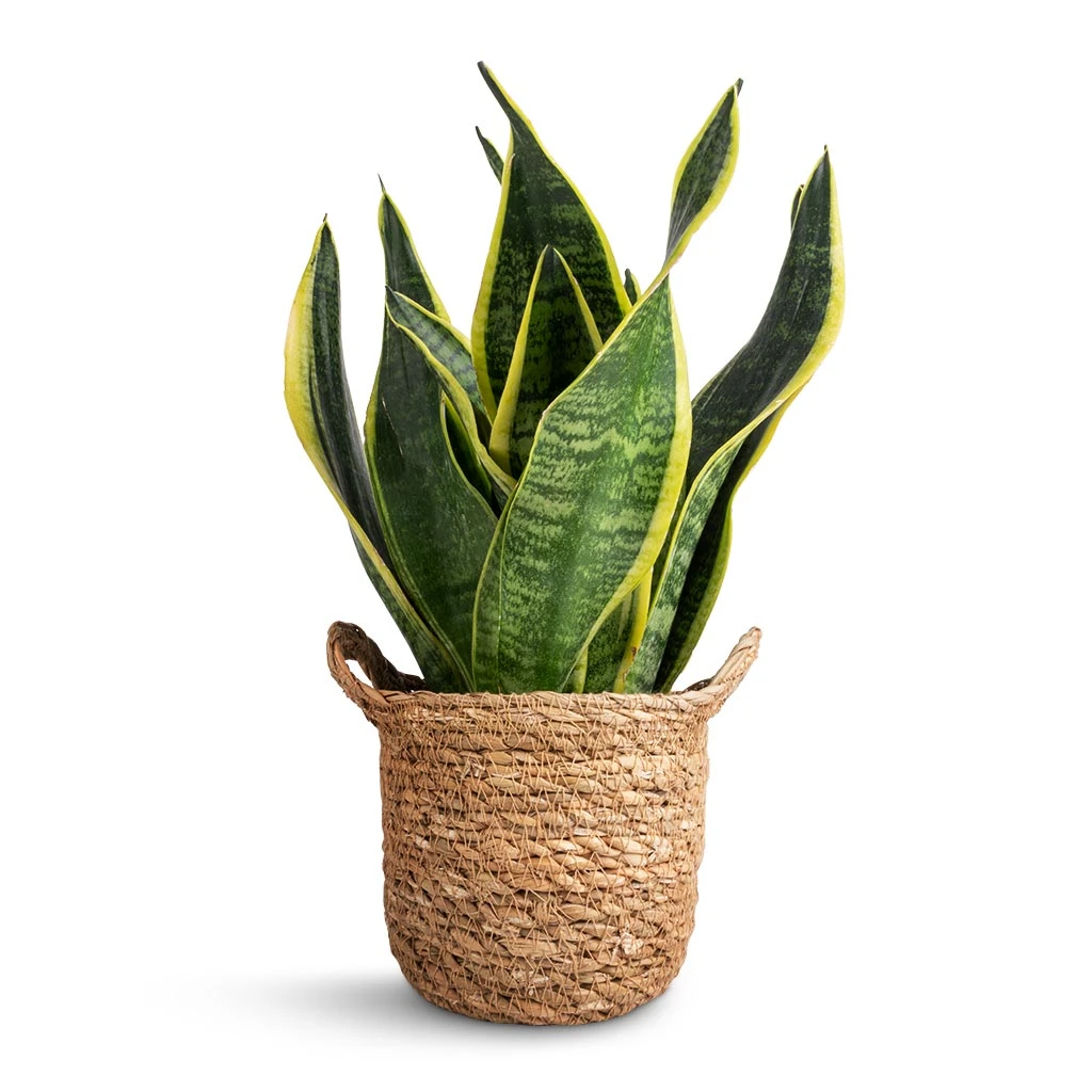 Sansevieria Trifasciata Futura Superba 3 Sansevieria Trifasciata Futura Superba